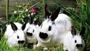 Všetko, čo potrebujete vedieť o plemene králika motýľ